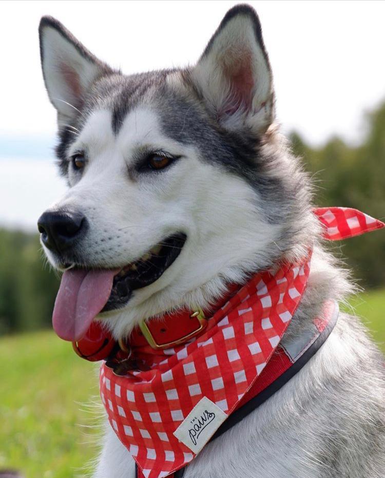 Classic Red Check Bandana