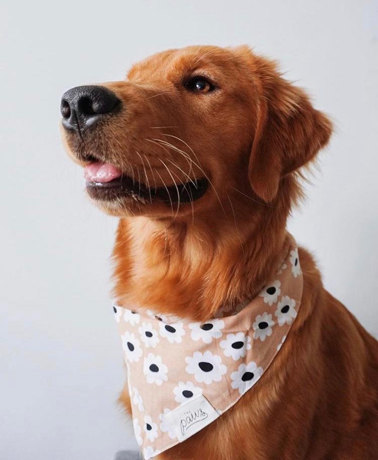 Sierra Daisy Bandana